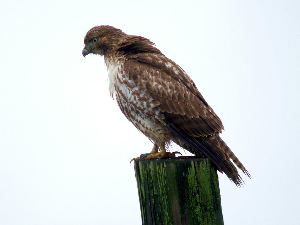 Red Tail HD