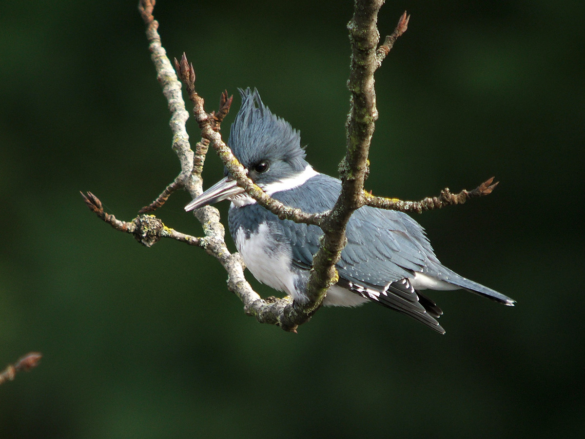 King Fisher HD
