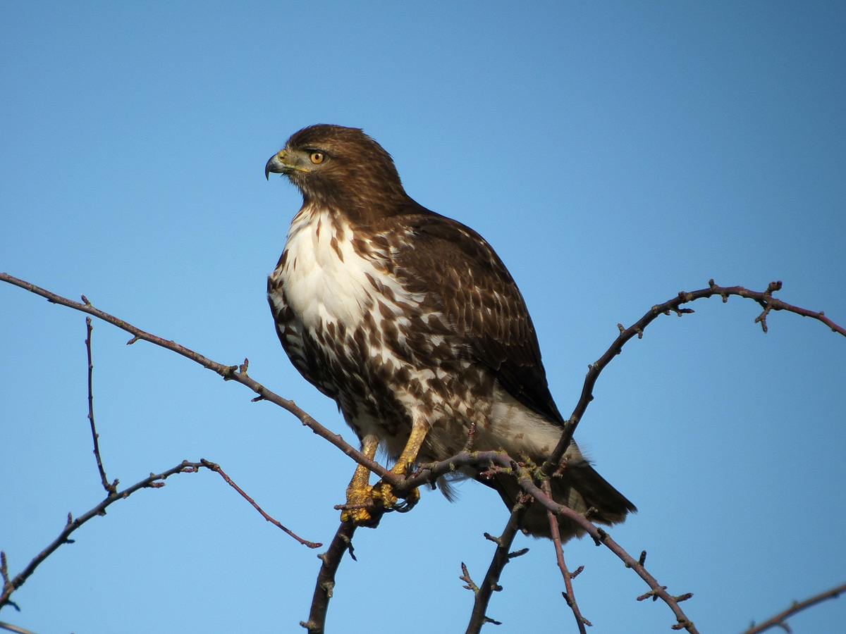 Red Tail II HD
