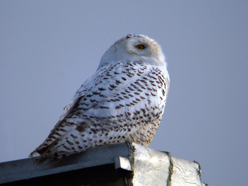 Snowy Owl HD