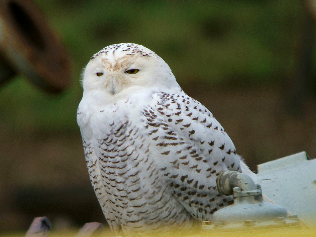 Snowy Owl 2 HD