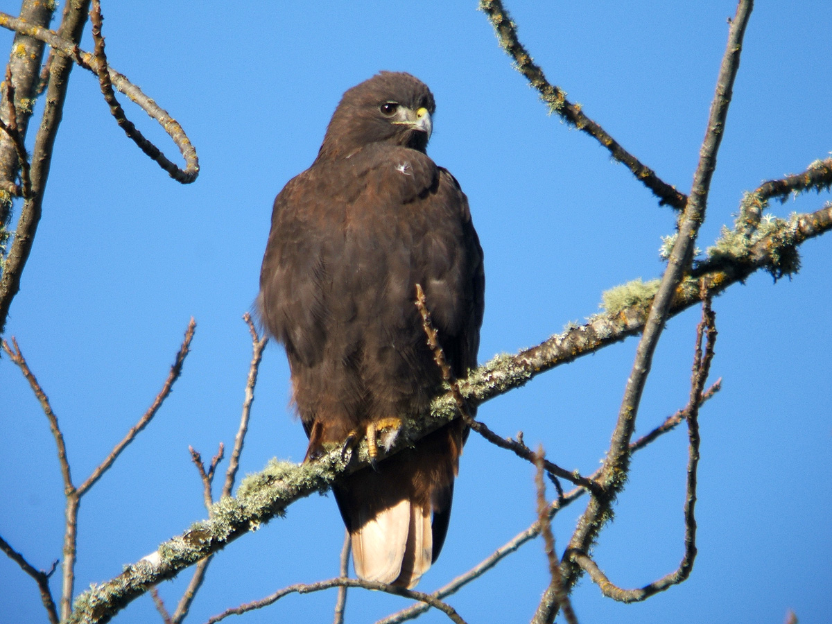 Dark Morph Red Tail