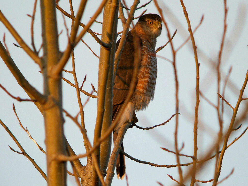Coopers Hawk