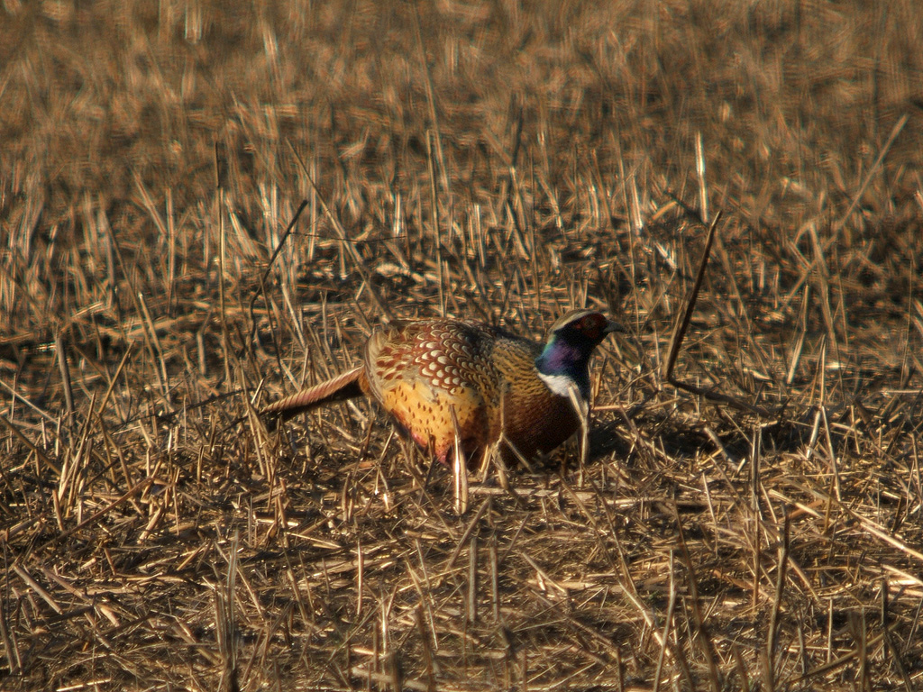 Pheasant
