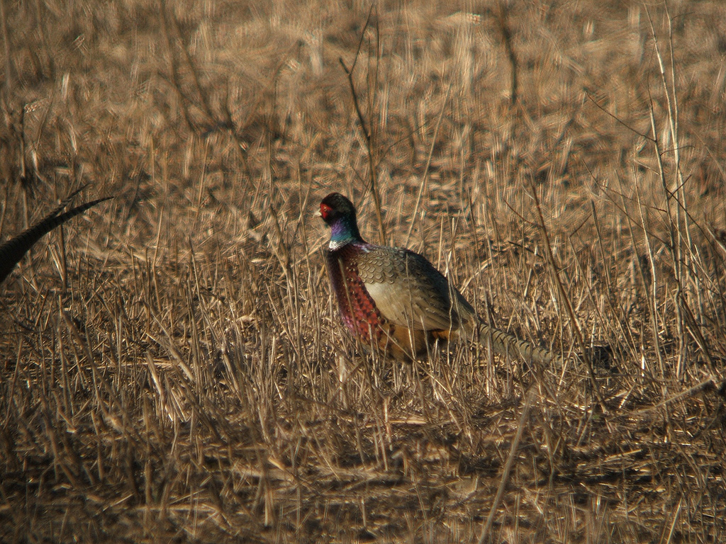 Pheasant