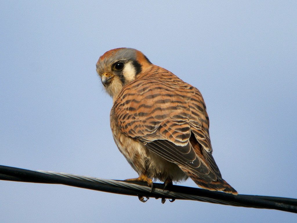 Kestrel HD II