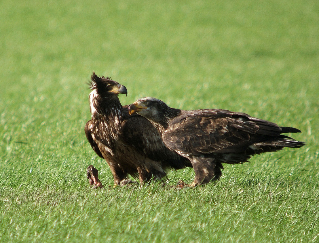 Young Bald Eagles