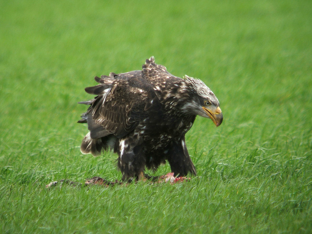 Young Bald Eagle II