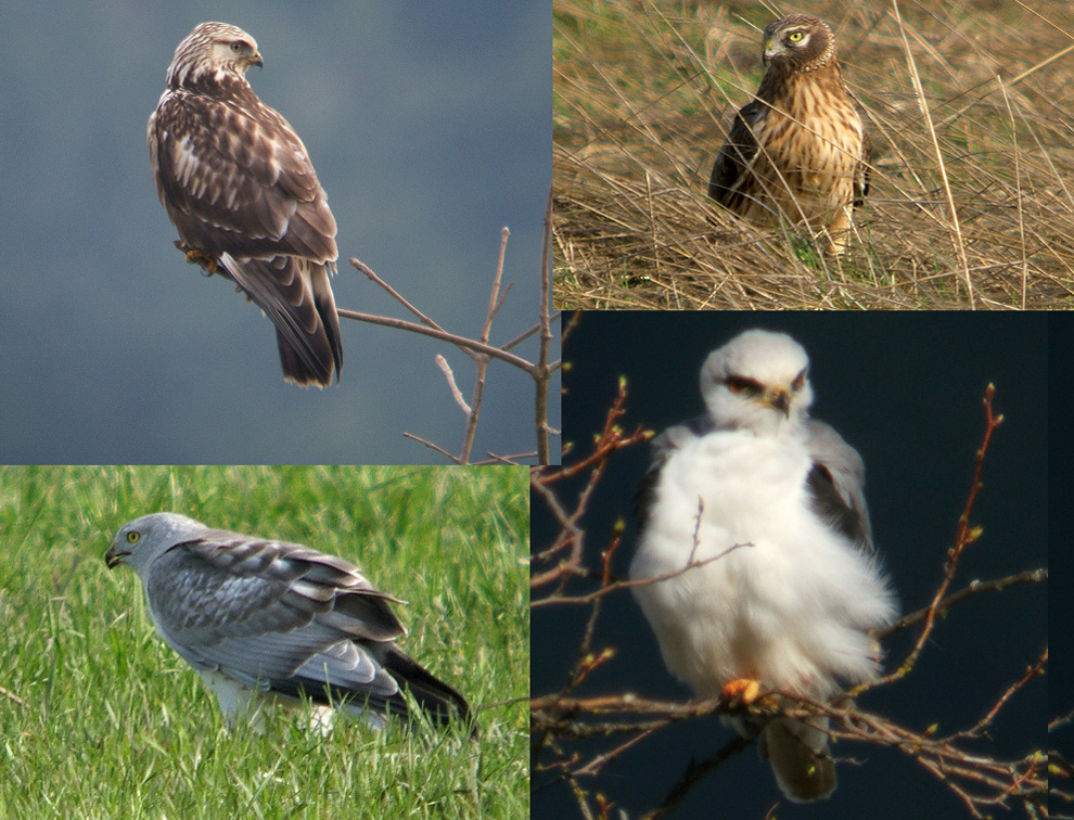 Hawks and Falcons