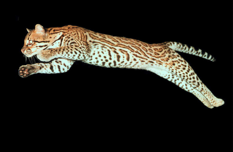 South American Kitty