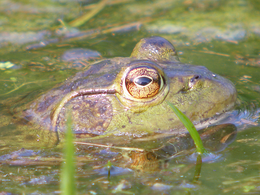 Bull Frog HD