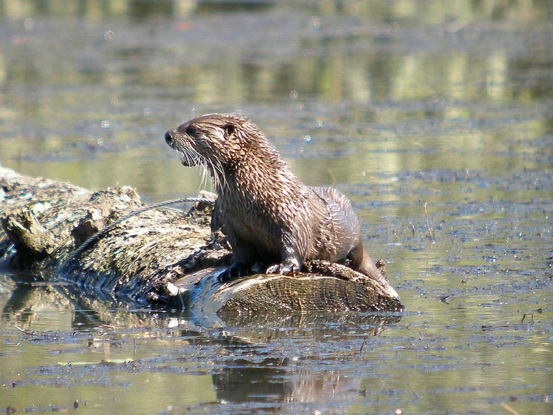 Otter