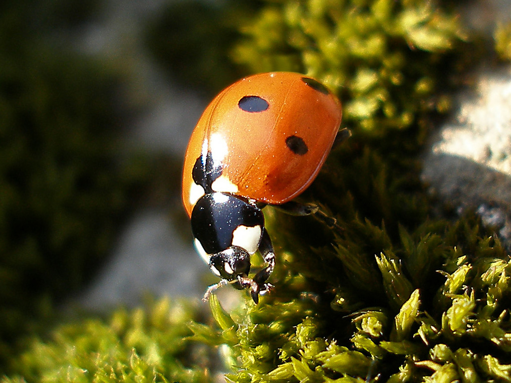 Lady Bug Macro