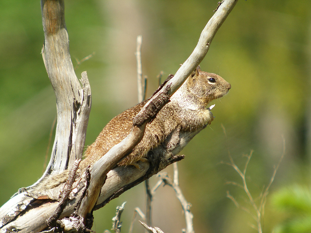 Digger Squirrel