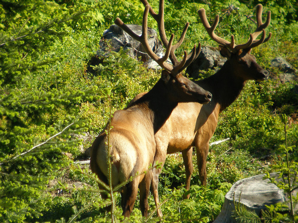 Elk In Velvet