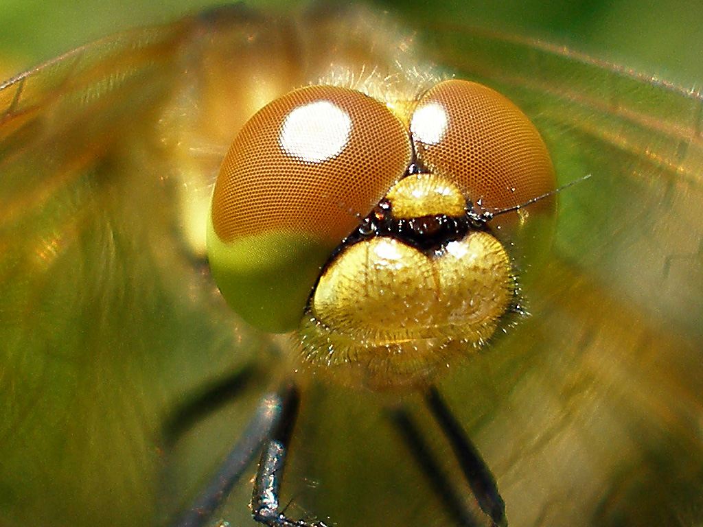 Dragonfly Close