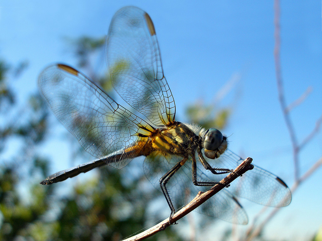 F8 Dragonfly