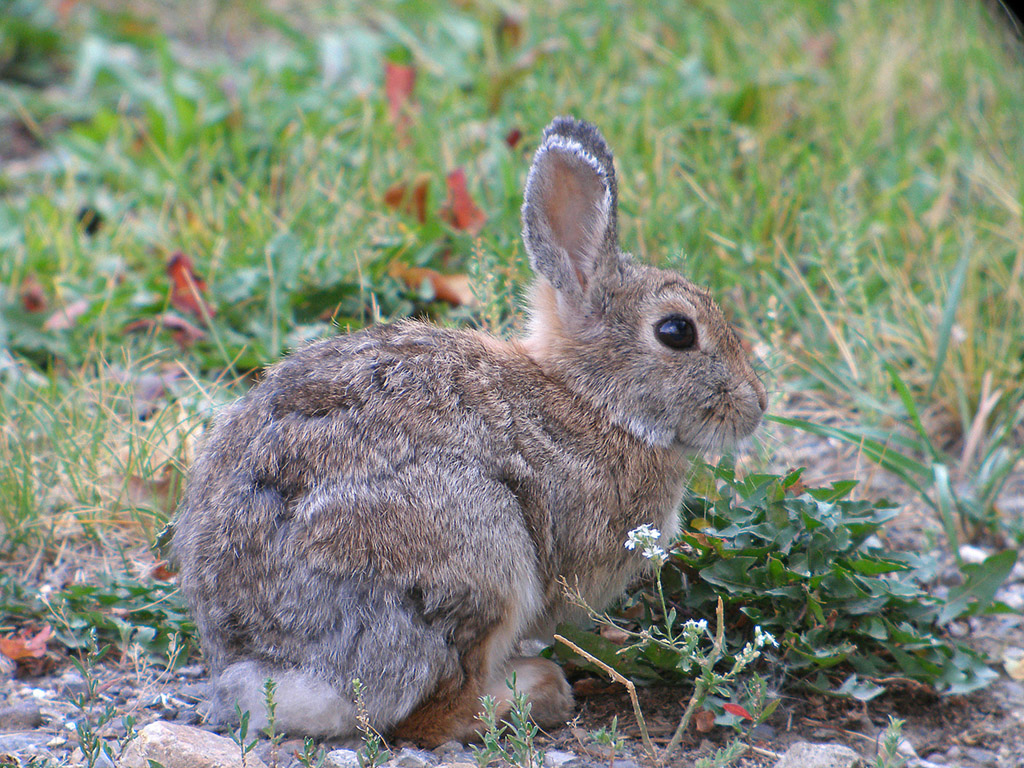 Teton Rabit