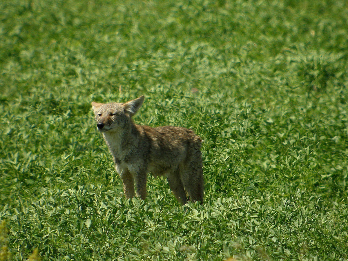 Coyote In Oregon
