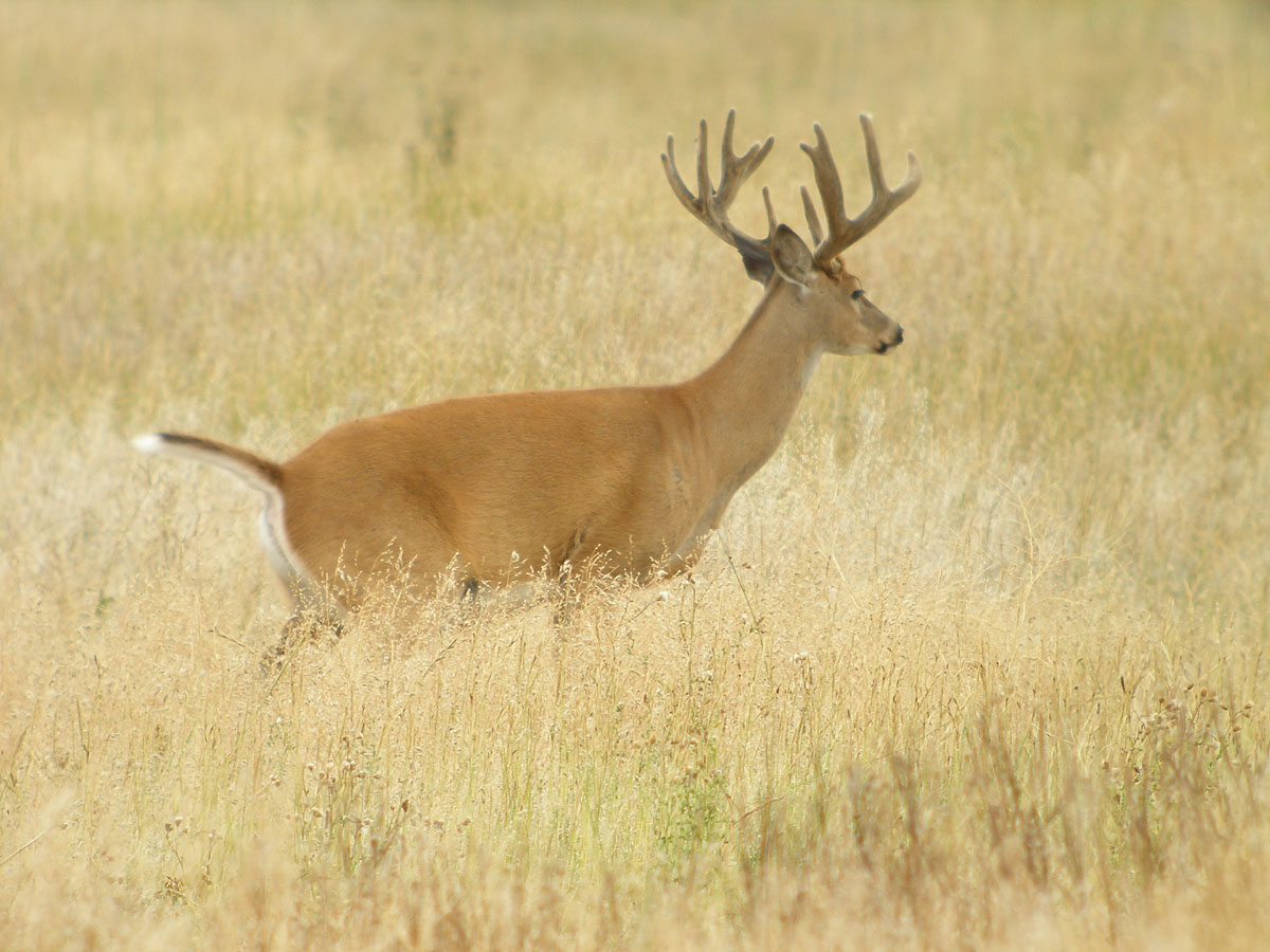 Whitetail Buck