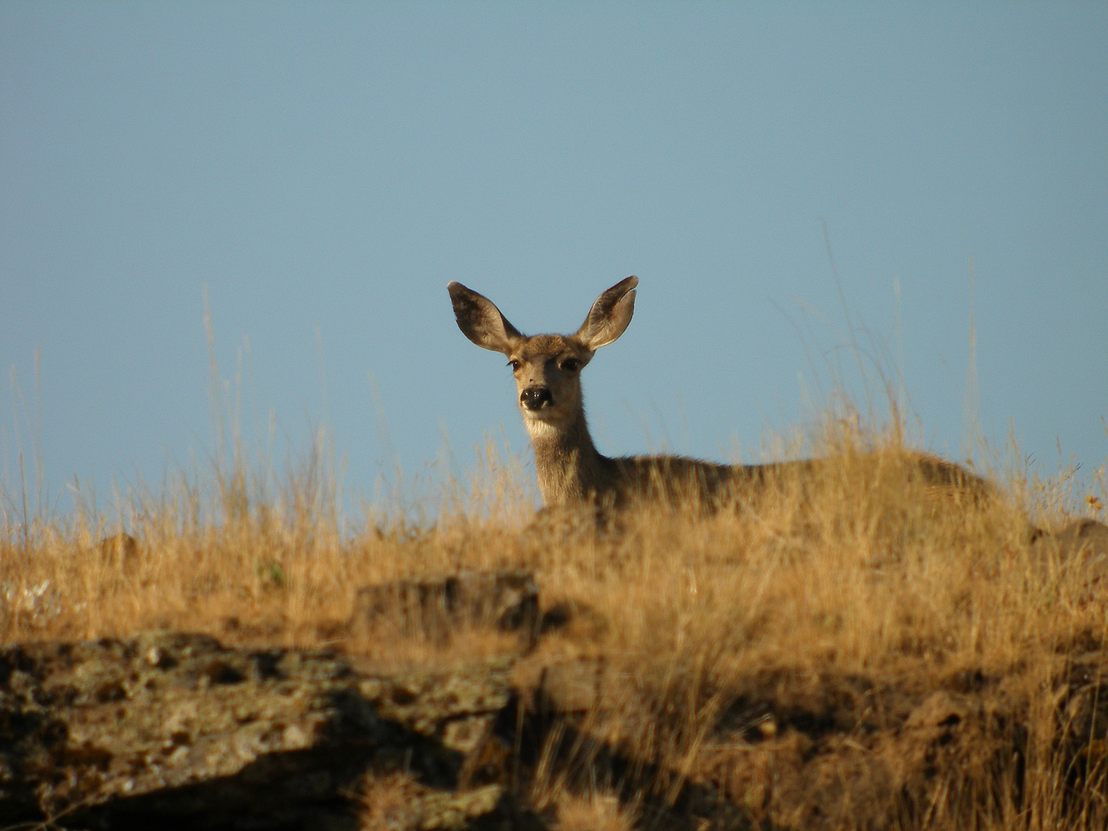 Mule Deer Eastern Oregon
