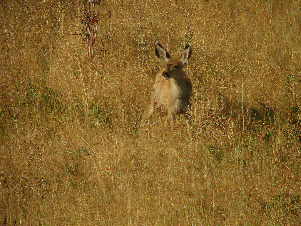 Baby Mule Deer