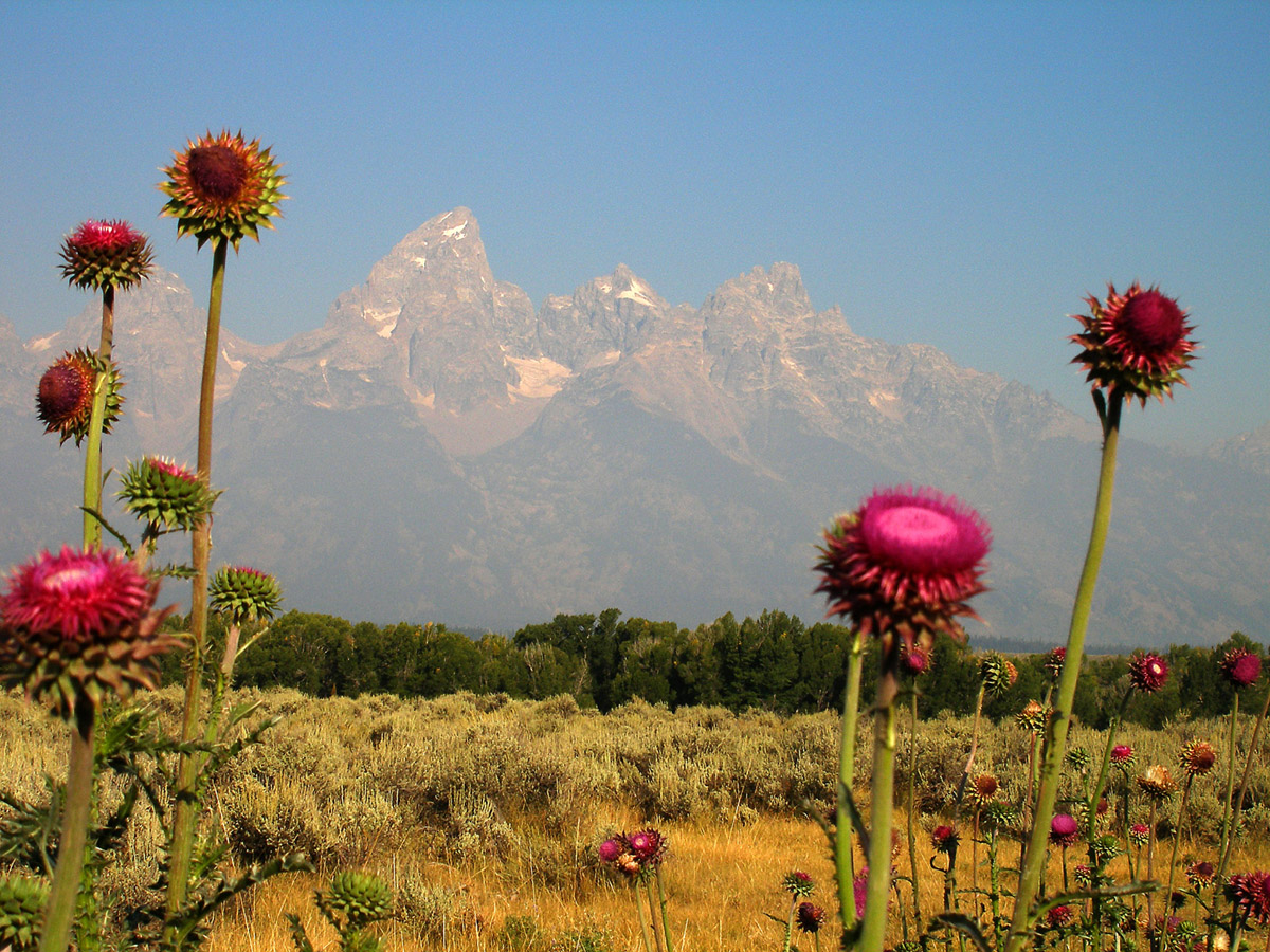 Teton Shot