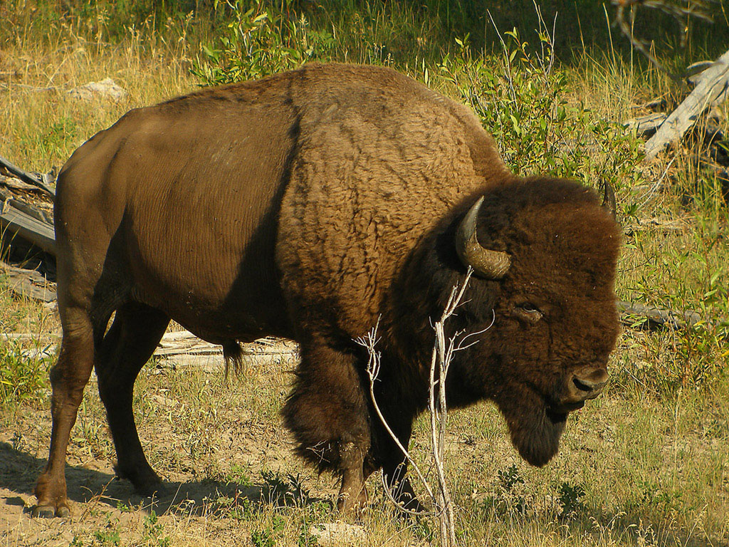 Buff, 120 Yards Wild