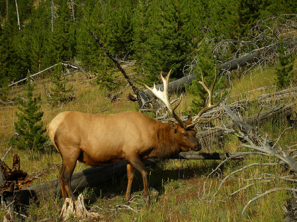 Elk in Yellowstone