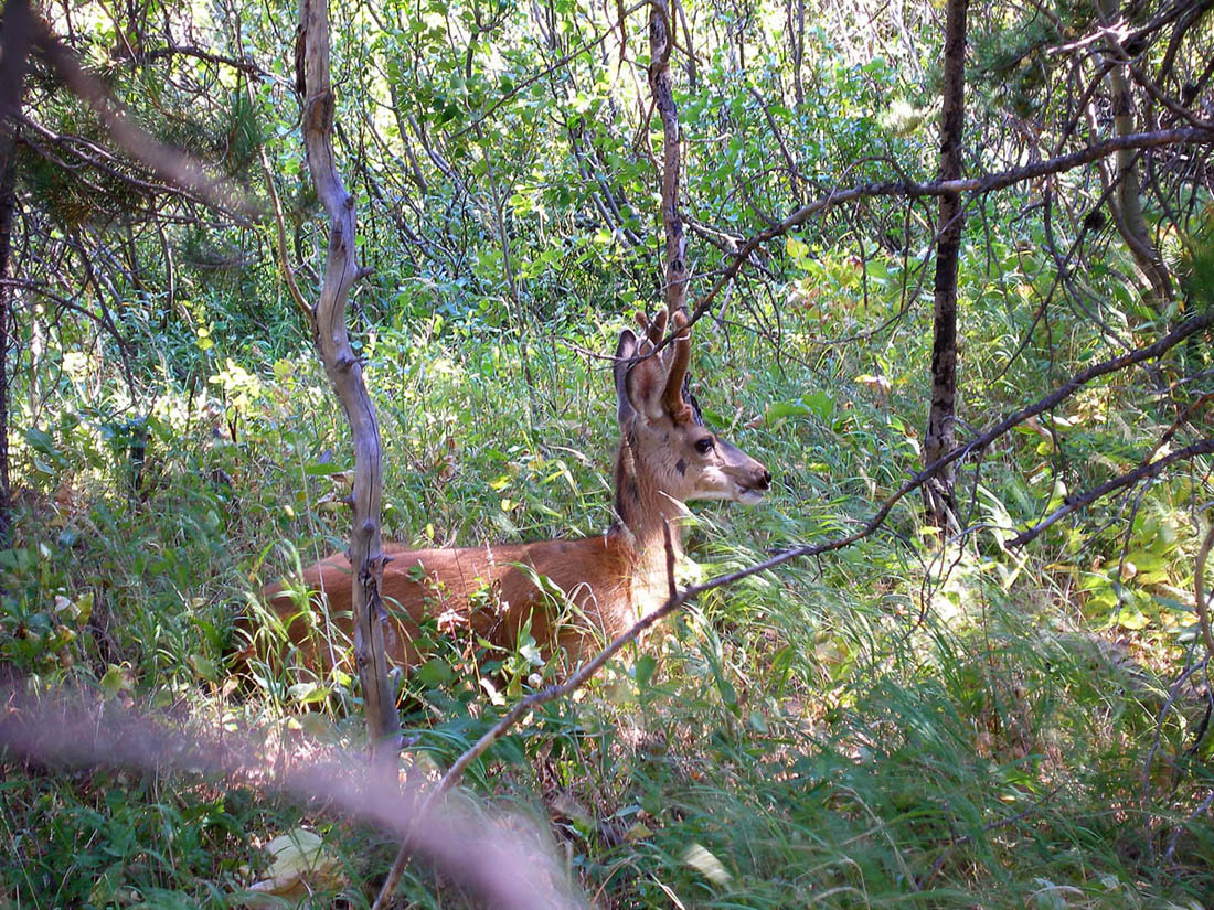 Whitetail Buck