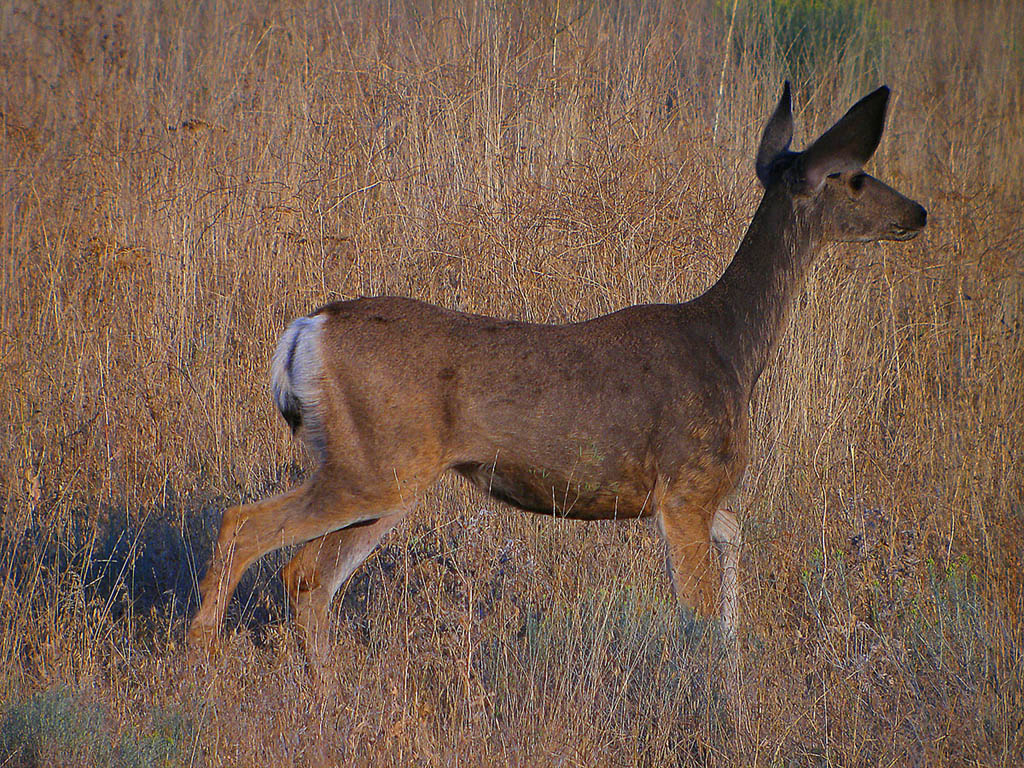 Female Mule Deer