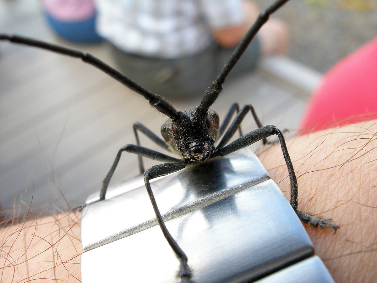 Bug ugly
