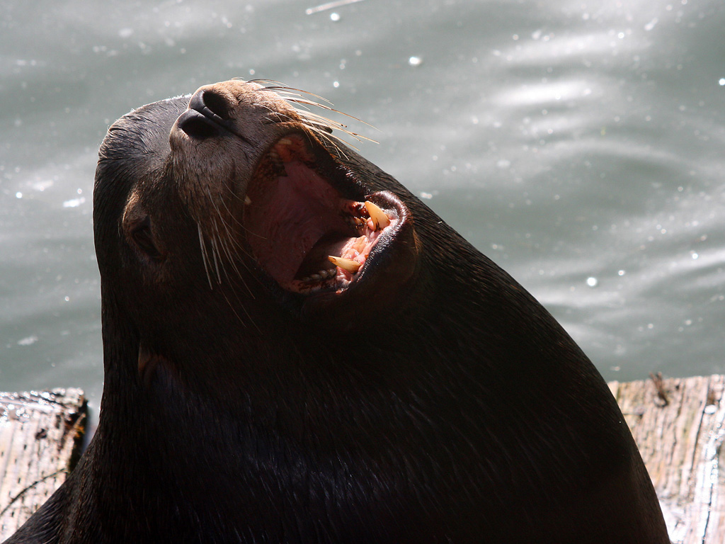 Oregon Sea Lion