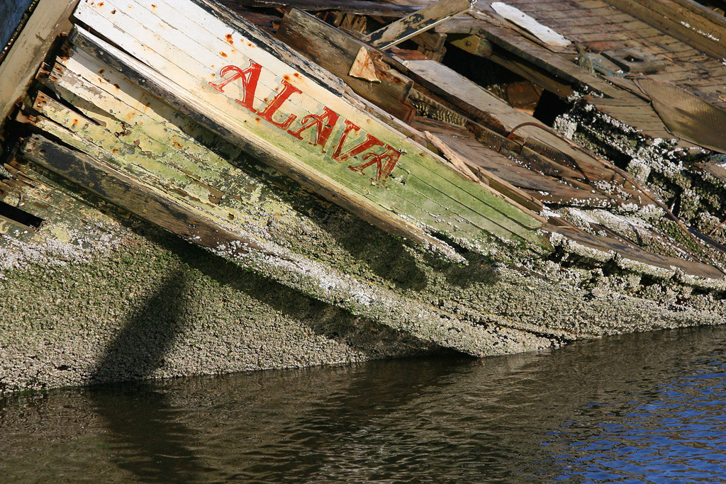 Sea Life - Wreck