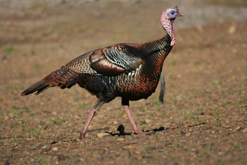 Turkey Gloss