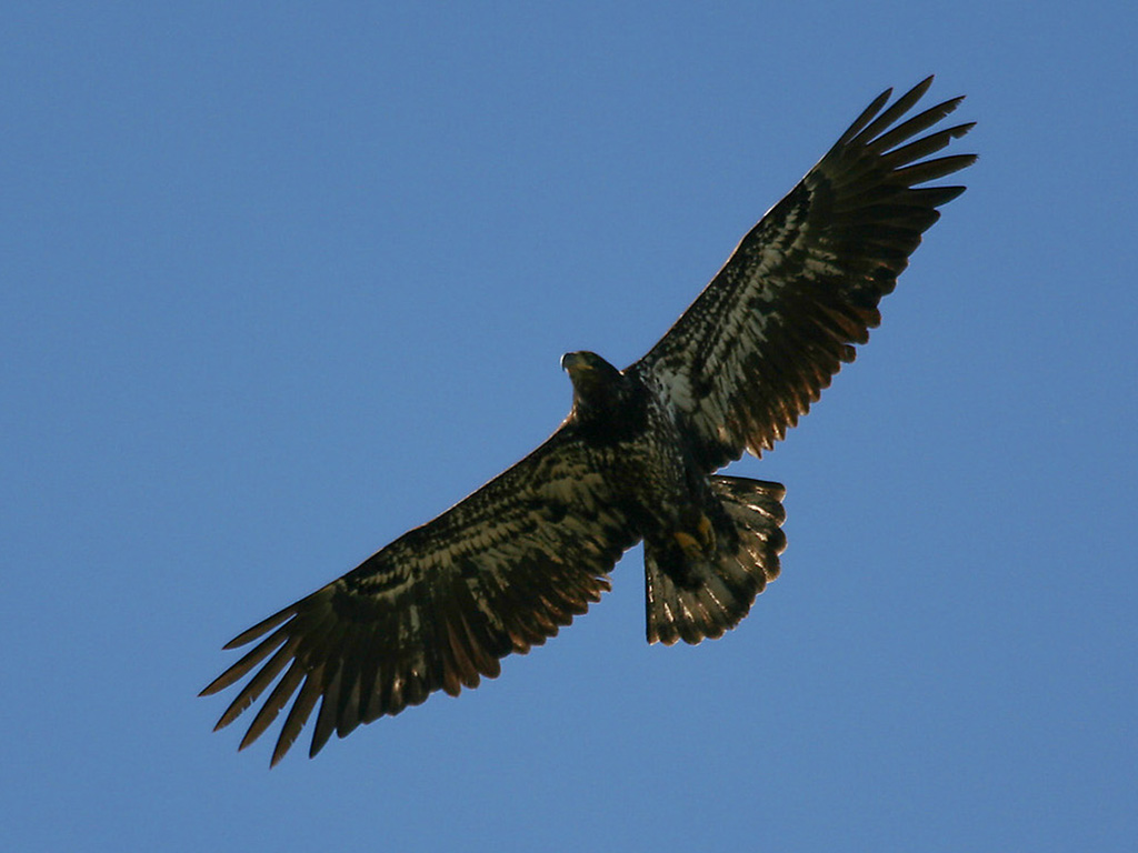 Young Eagle