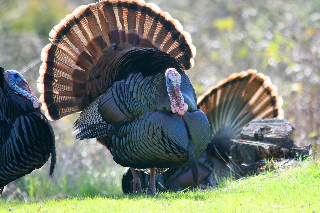 Turkey Dinner
