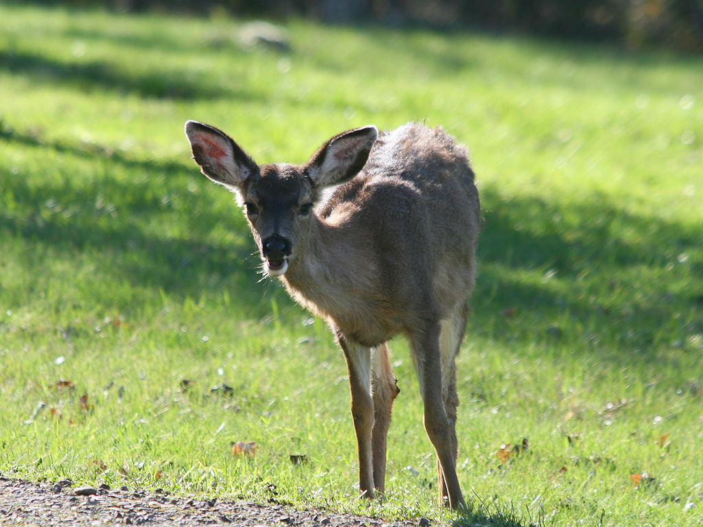 Little Doe