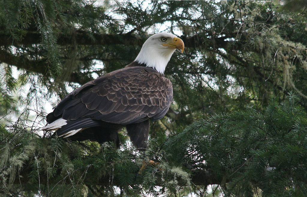 Eagle Luck Shot