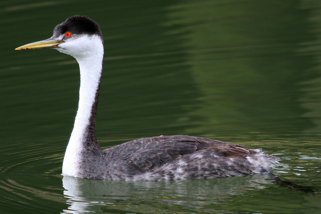 Clarks Grebe