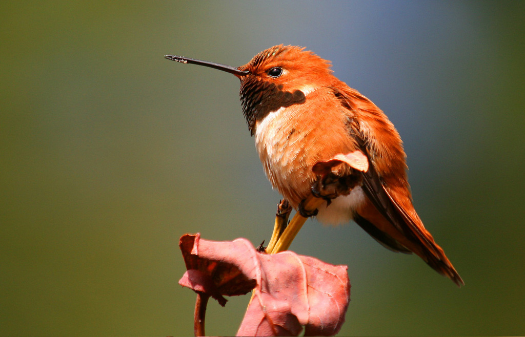 The Hummers Are Back