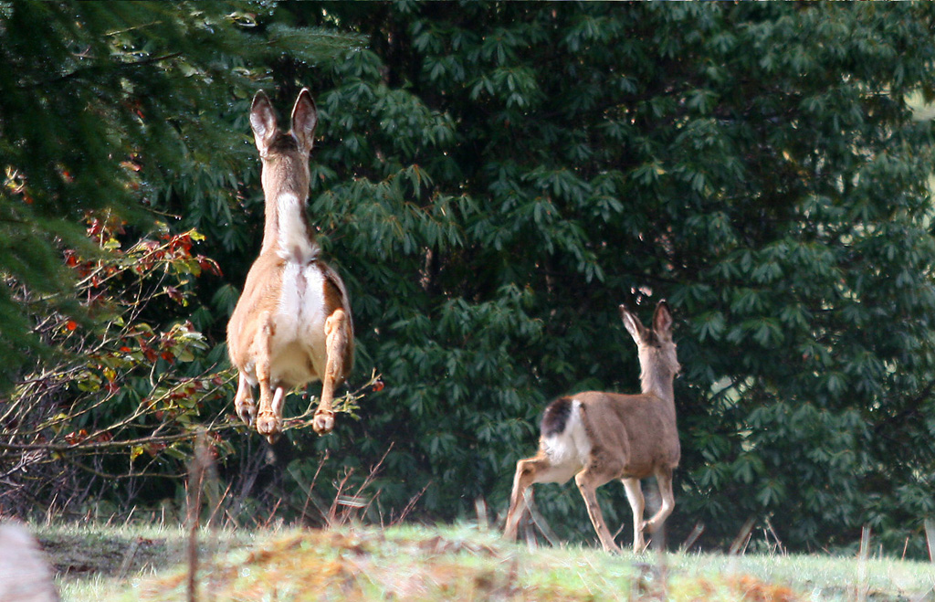 Deer Prance