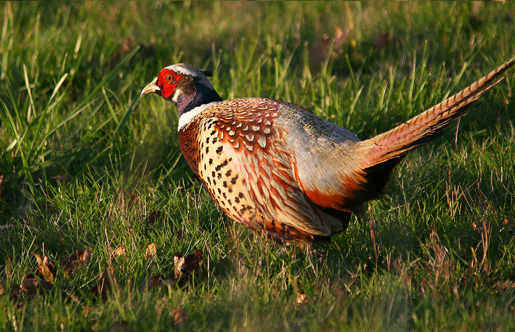 Pheasant Luck
