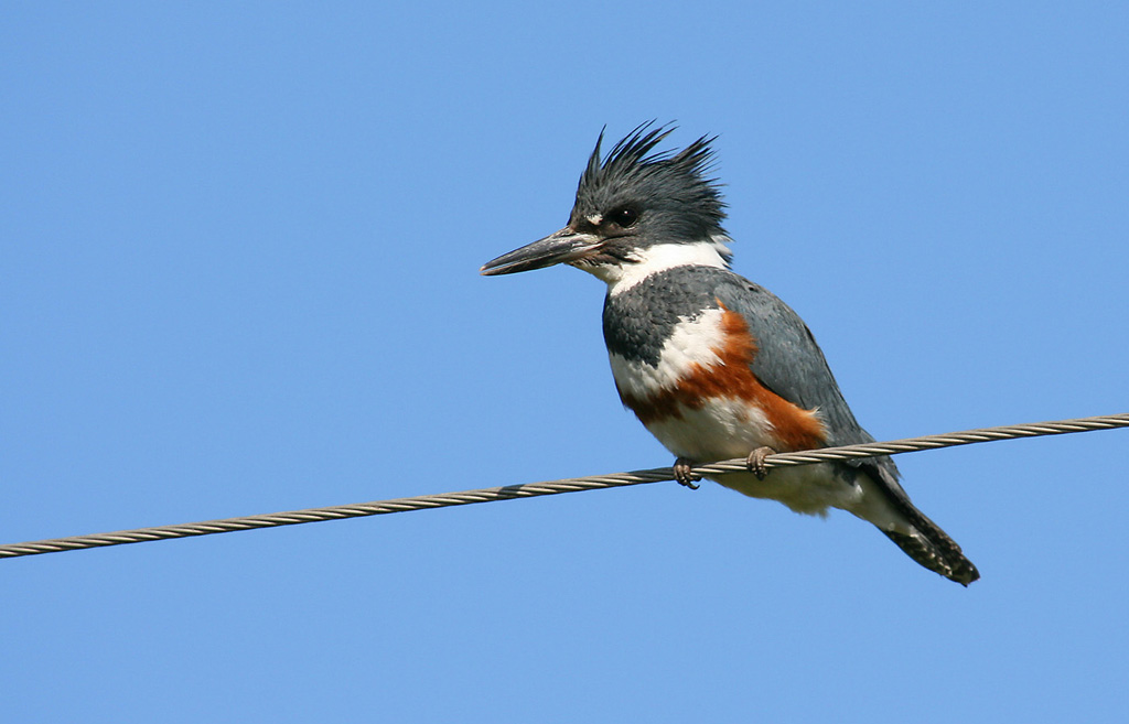 King Fisher