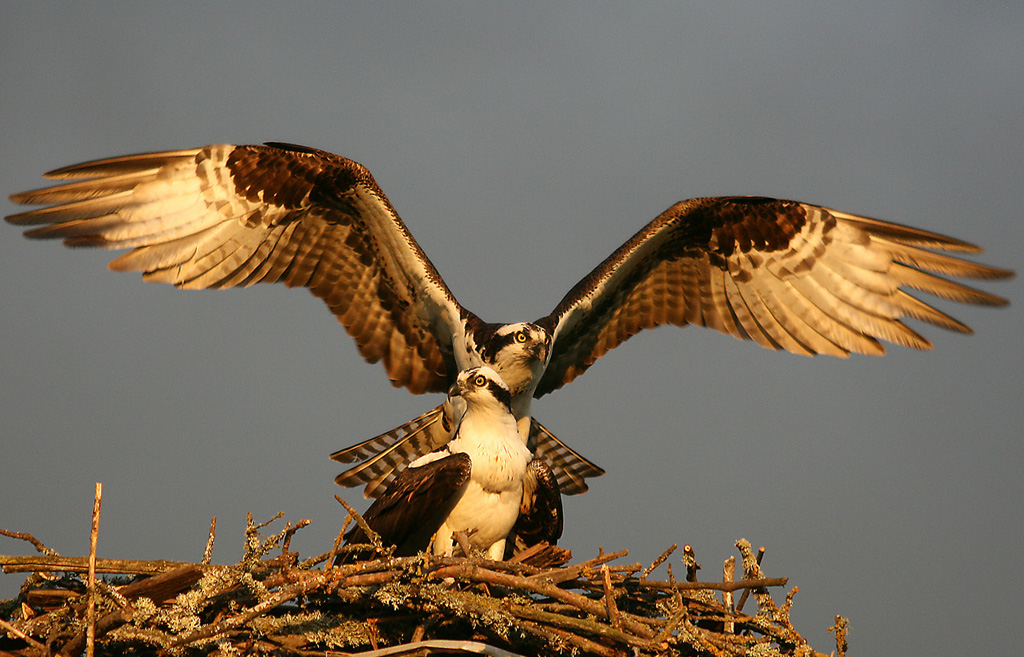 Osprey Totem