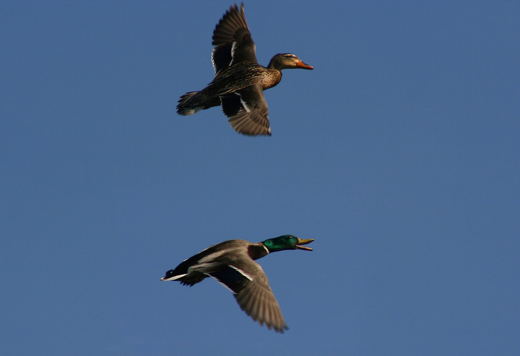 Pair O Malards