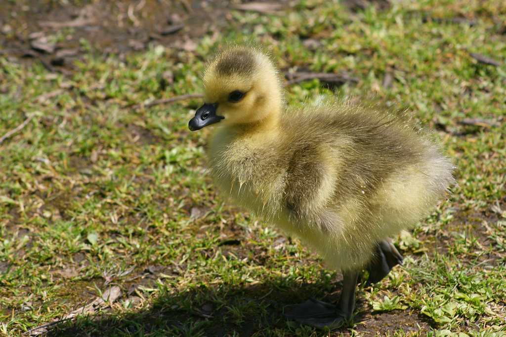 Baby Goose