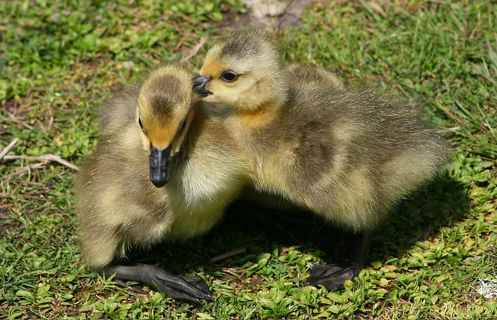 Baby Gosling 2