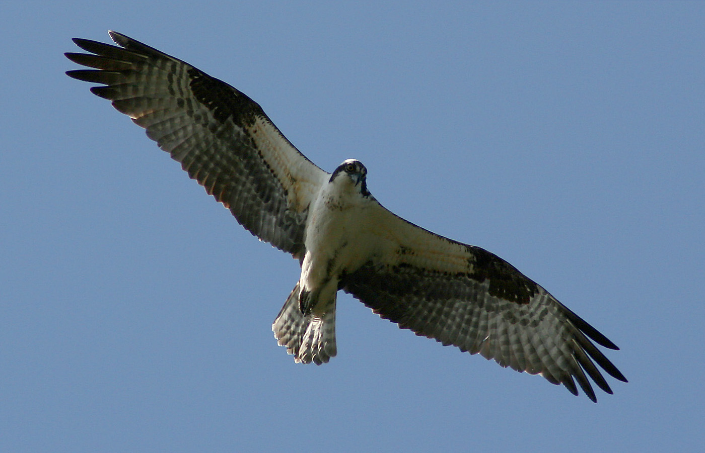 Osprey Soring