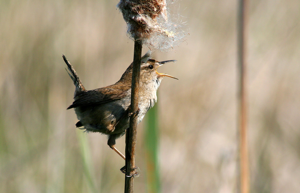 Marsh Wren Singing